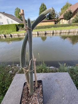 Preview: Cleistocactus smaragdiflorus